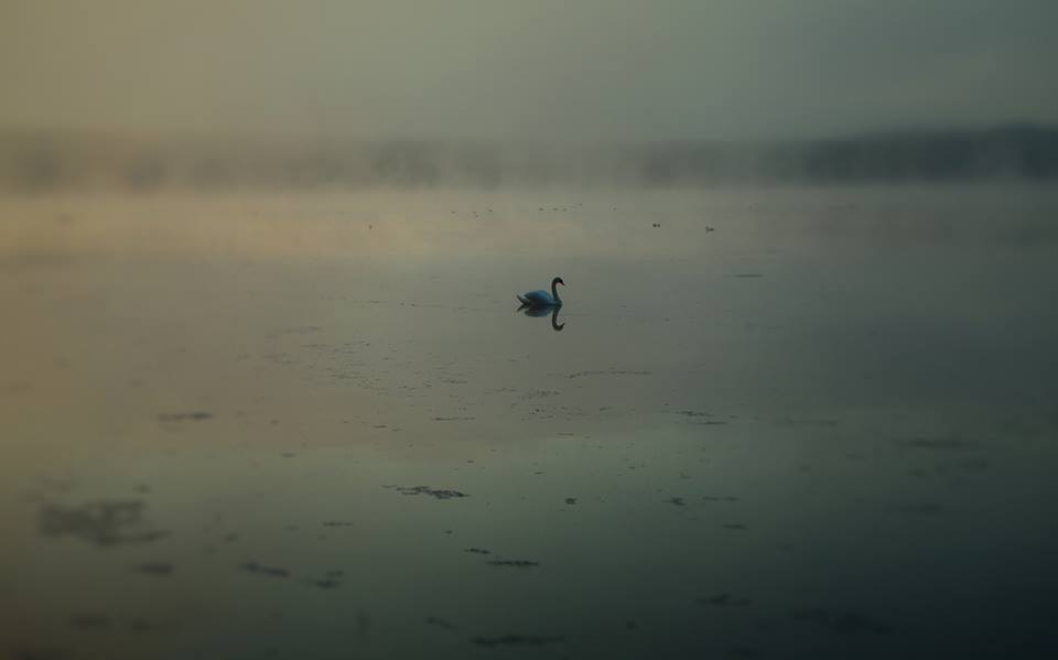 13230289_1158969154148291_1420723354373043833_n